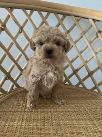 tiny-toy-cavoodle-puppies-big-3