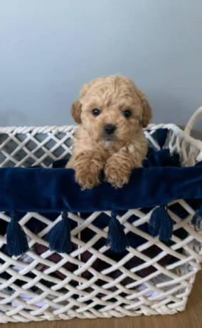 tiny-toy-cavoodle-puppies-big-7