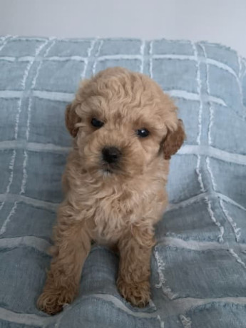 tiny-toy-cavoodle-puppies-big-9