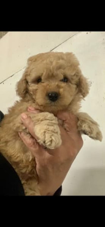 tiny-toy-cavoodle-puppies-big-6