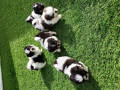 pure-maltese-shitzu-puppies-small-0