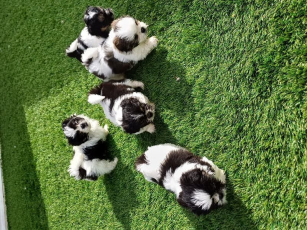 pure-maltese-shitzu-puppies-big-0