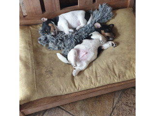 1 male & 1 female Tri-coloured Jack Russell