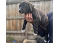 american-staffy-cross-american-bully-puppies-for-sale-small-0