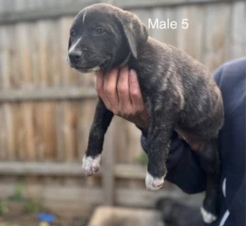 american-staffy-cross-american-bully-puppies-for-sale-big-0