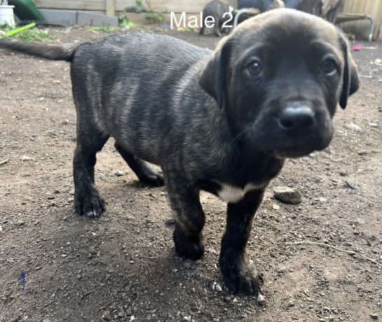 american-staffy-cross-american-bully-puppies-for-sale-big-1