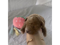 premium-f1-toy-spoodle-puppies-small-0