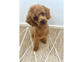 premium-f1-toy-spoodle-puppies-small-4