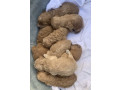 premium-f1-toy-spoodle-puppies-small-2