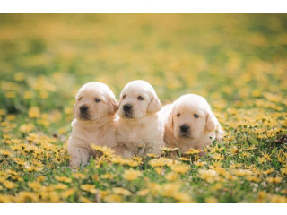 Pure bred Golden Retriever puppies
