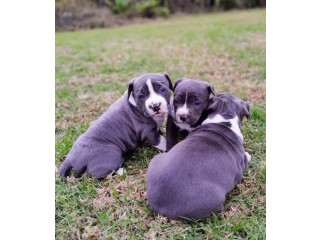 Purebred blue american staffy pups