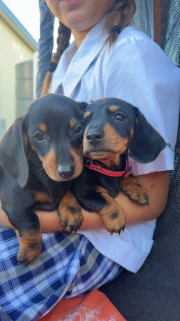 miniature-dachshund-puppies-big-2