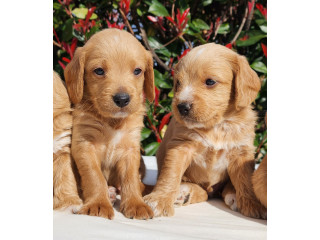 Poogles Beagle x Mini Poodle