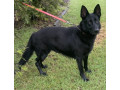 6-year-old-entire-german-shepherd-female-ankc-papers-small-1