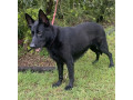6-year-old-entire-german-shepherd-female-ankc-papers-small-3