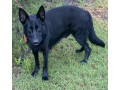 6-year-old-entire-german-shepherd-female-ankc-papers-small-2