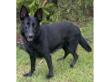 6-year-old-entire-german-shepherd-female-ankc-papers-small-0