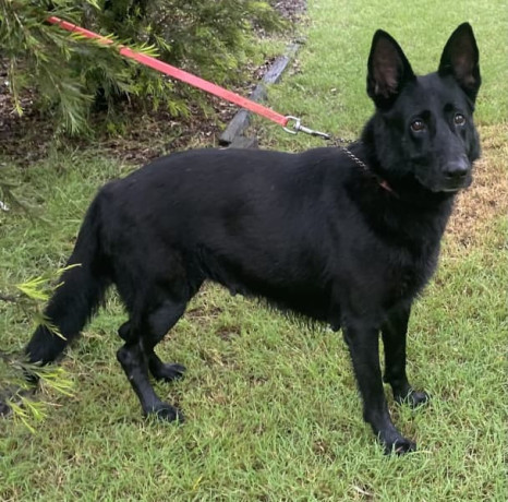 6-year-old-entire-german-shepherd-female-ankc-papers-big-1