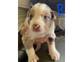 border-collie-pups-merle-small-3