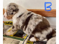 border-collie-pups-merle-small-4
