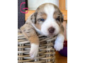 border-collie-pups-merle-small-0