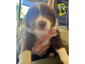 border-collie-pups-merle-small-6