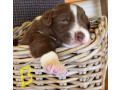 border-collie-pups-merle-small-7