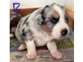 border-collie-pups-merle-small-1