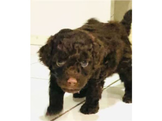 TOY POODLE PUPPIES CHOCOLATE. BEAUTIFUL NATURED