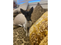 tenterfield-terrier-pup-for-sale-small-0