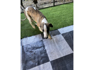 Purebred whippet puppies for sale