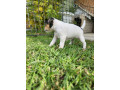 jack-russell-puppies-2-female-parsons-small-6
