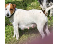 jack-russell-puppies-2-female-parsons-small-1
