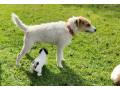 jack-russell-puppies-2-female-parsons-small-2