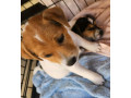 jack-russell-puppies-2-female-parsons-small-0