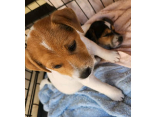 Jack Russell Puppies - 2 Female Parsons