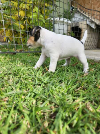 jack-russell-puppies-2-female-parsons-big-6
