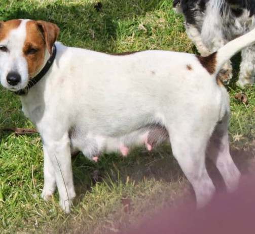 jack-russell-puppies-2-female-parsons-big-1