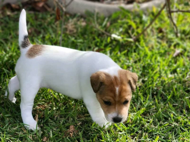 jack-russell-puppies-2-female-parsons-big-4