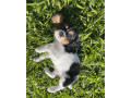 cavalier-king-charles-spaniels-only-one-left-ready-to-go-to-new-home-small-2