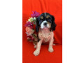 cavalier-king-charles-spaniels-only-one-left-ready-to-go-to-new-home-small-0