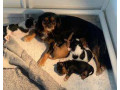 cavalier-king-charles-spaniels-only-one-left-ready-to-go-to-new-home-small-3