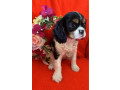 cavalier-king-charles-spaniels-only-one-left-ready-to-go-to-new-home-small-1