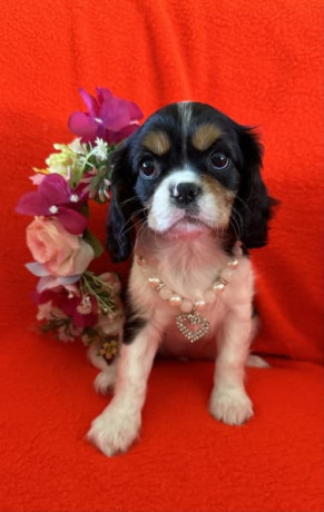 cavalier-king-charles-spaniels-only-one-left-ready-to-go-to-new-home-big-0