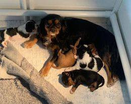 cavalier-king-charles-spaniels-only-one-left-ready-to-go-to-new-home-big-3