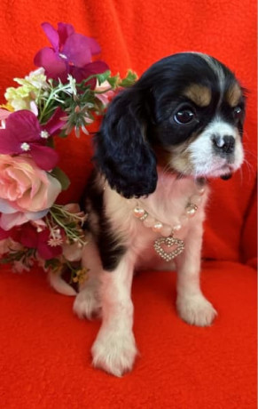 cavalier-king-charles-spaniels-only-one-left-ready-to-go-to-new-home-big-1