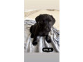 cane-corso-x-rottweiler-puppies-10-weeks-small-2