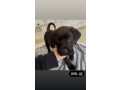 cane-corso-x-rottweiler-puppies-10-weeks-small-3