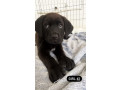 cane-corso-x-rottweiler-puppies-10-weeks-small-4