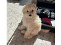 purebred-whitecream-toy-poodle-puppy-dog-female-black-cavoodle-small-4